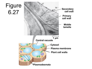 Figure
6.27
Secondary
cell wall
Primary
cell wall
Middle
lamella
Central vacuole
Cytosol
Plasma membrane
Plant cell walls
Plasmodesmata
1 μm
 