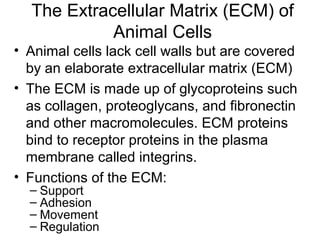 The Extracellular Matrix (ECM) of
Animal Cells
• Animal cells lack cell walls but are covered
by an elaborate extracellular matrix (ECM)
• The ECM is made up of glycoproteins such
as collagen, proteoglycans, and fibronectin
and other macromolecules. ECM proteins
bind to receptor proteins in the plasma
membrane called integrins.
• Functions of the ECM:
– Support
– Adhesion
– Movement
– Regulation
 