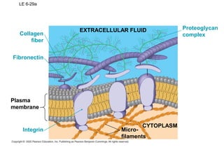 LE 6-29a
EXTRACELLULAR FLUID Proteoglycan
complexCollagen
fiber
Fibronectin
Integrin Micro-
filaments
CYTOPLASM
Plasma
membrane
 