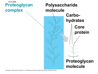 LE 6-29b
Polysaccharide
molecule
Carbo-
hydrates
Core
protein
Proteoglycan
molecule
Proteoglycan
complex
 