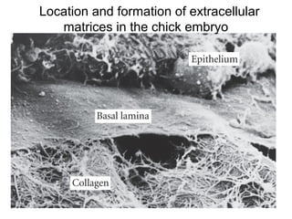 Location and formation of extracellular
matrices in the chick embryo
 