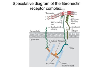 Speculative diagram of the fibronectin
receptor complex
 