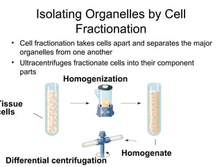 Isolating Organelles by Cell
Fractionation
• Cell fractionation takes cells apart and separates the major
organelles from one another
• Ultracentrifuges fractionate cells into their component
parts
Homogenization
Homogenate
Tissue
cells
Differential centrifugation
 