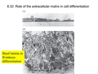 6.33 Role of the extracellular matrix in cell differentiation
Basal lamina in
B induces
differentiation
 