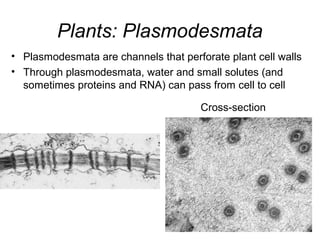 Plants: Plasmodesmata
• Plasmodesmata are channels that perforate plant cell walls
• Through plasmodesmata, water and small solutes (and
sometimes proteins and RNA) can pass from cell to cell
Cross-section
 