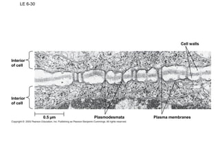 LE 6-30
Interior
of cell
Interior
of cell
0.5 µm Plasmodesmata Plasma membranes
Cell walls
 
