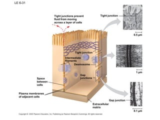 LE 6-31
Tight junctions prevent
fluid from moving
across a layer of cells
Tight junction
0.5 µm
1 µm
0.1 µm
Gap junction
Extracellular
matrix
Space
between
cells
Plasma membranes
of adjacent cells
Intermediate
filaments
Tight junction
Desmosome
Gap
junctions
 
