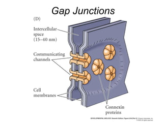 Gap Junctions
 