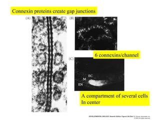 Connexin proteins create gap junctions
6 connexins/channel
A compartment of several cells
In center
 