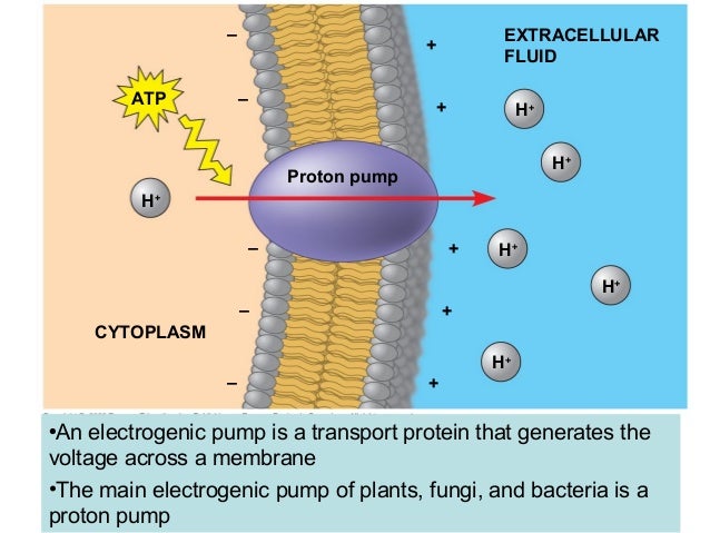 Chapter 7 Cell Membrane
