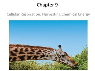 Chapter 9
Cellular Respiration: Harvesting Chemical Energy
 