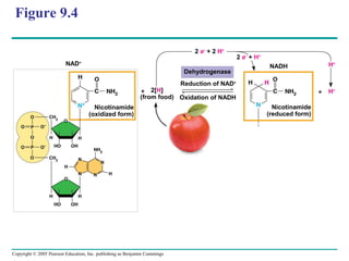 Copyright © 2005 Pearson Education, Inc. publishing as Benjamin Cummings
Figure 9.4
NAD+
2 e−
+ 2 H+
2[H]
(from food)
Nicotinamide
(oxidized form)
Reduction of NAD+
2 e−
+ H+
NADH
Nicotinamide
(reduced form)
Oxidation of NADH
H+
H+
Dehydrogenase
 