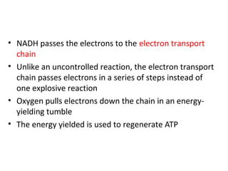 • NADH passes the electrons to the electron transport
chain
• Unlike an uncontrolled reaction, the electron transport
chain passes electrons in a series of steps instead of
one explosive reaction
• Oxygen pulls electrons down the chain in an energy-
yielding tumble
• The energy yielded is used to regenerate ATP
 