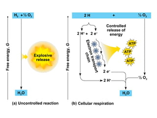 H2 +½ O2 2 H + ½ O2
2 H+
2 e−
2 e−
2 H+
+
H2O
½ O2
Controlled
release of
energy
Electrontransport
chain
ATP
ATP
ATP
Explosive
release
Cellular respirationUncontrolled reaction(a) (b)
Freeenergy,G
Freeenergy,G
H2O
 