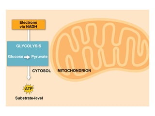 Electrons
via NADH
ATP
CYTOSOL MITOCHONDRION
Substrate-level
GLYCOLYSIS
Glucose Pyruvate
 