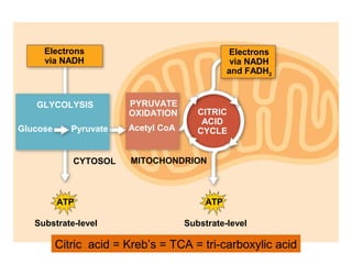 Electrons
via NADH
Electrons
via NADH
and FADH2
ATP ATP
CYTOSOL MITOCHONDRION
Substrate-level Substrate-level
GLYCOLYSIS PYRUVATE
OXIDATION CITRIC
ACID
CYCLEAcetyl CoAGlucose Pyruvate
Citric acid = Kreb’s = TCA = tri-carboxylic acid
 