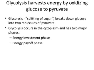 Glycolysis harvests energy by oxidizing
glucose to pyruvate
• Glycolysis (“splitting of sugar”) breaks down glucose
into two molecules of pyruvate
• Glycolysis occurs in the cytoplasm and has two major
phases:
– Energy investment phase
– Energy payoff phase
 