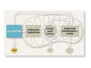 GLYCOLYSIS
PYRUVATE
OXIDATION
CITRIC
ACID
CYCLE
OXIDATIVE
PHOSPHORYL-
ATION
ATP
 