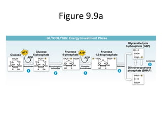 Figure 9.9a
GLYCOLYSIS: Energy Investment Phase
ADP
Glucose
6-phosphate
Fructose
6-phosphate
ATP ATP
ADP
Glyceraldehyde
3-phosphate (G3P)
Fructose
1,6-bisphosphate
Dihydroxyacetone
phosphate (DHAP)
Glucose
Hexokinase Phosphogluco-
isomerase
Phospho-
fructokinase
Aldolase
Isomerase
1
2
5
4
3
 