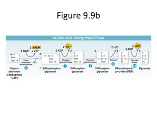 Figure 9.9b
GLYCOLYSIS: Energy Payoff Phase
Glycer-
aldehyde
3-phosphate
(G3P)
Triose
phosphate
dehydrogenase
6 1,3-Bisphospho-
glycerate
3-Phospho-
glycerate
2-Phospho-
glycerate
Phosphoenol-
pyruvate (PEP)
Pyruvate
Phospho-
glycerokinase
Phospho-
glyceromutase
Enolase Pyruvate
kinase
2 NAD+
7 8
9
10
2 NADH
+ 2 H+
2
2
2
2
2 2 2
2
2
22 H2OATP ATP
ADP
ADP
 