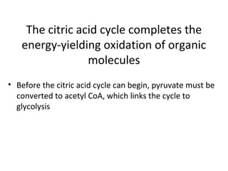 The citric acid cycle completes the
energy-yielding oxidation of organic
molecules
• Before the citric acid cycle can begin, pyruvate must be
converted to acetyl CoA, which links the cycle to
glycolysis
 