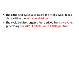 • The citric acid cycle, also called the Krebs cycle, takes
place within the mitochondrial matrix
• The cycle oxidizes organic fuel derived from pyruvate,
generating one ATP, 3 NADH, and 1 FADH2 per turn
 