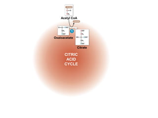 Acetyl CoA
Oxaloacetate
CoA-SH
Citrate
CITRIC
ACID
CYCLE
1
 