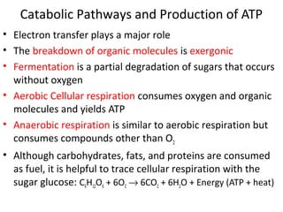 Catabolic Pathways and Production of ATP
• Electron transfer plays a major role
• The breakdown of organic molecules is exergonic
• Fermentation is a partial degradation of sugars that occurs
without oxygen
• Aerobic Cellular respiration consumes oxygen and organic
molecules and yields ATP
• Anaerobic respiration is similar to aerobic respiration but
consumes compounds other than O2
• Although carbohydrates, fats, and proteins are consumed
as fuel, it is helpful to trace cellular respiration with the
sugar glucose: C6H12O6 + 6O2 → 6CO2 + 6H2O + Energy (ATP + heat)
 
