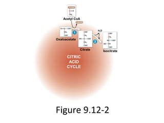 Figure 9.12-2
Acetyl CoA
H2O
Oxaloacetate
CoA-SH
Citrate
CITRIC
ACID
CYCLE
Isocitrate
1
2
 