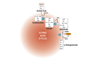 Acetyl CoA
H2O
+ H+
Oxaloacetate
CoA-SH
Citrate
α-Ketoglutarate
NAD+
CO2
NADH
CITRIC
ACID
CYCLE
Isocitrate
1
2
3
 