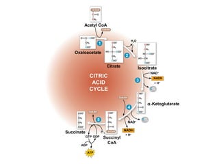 Acetyl CoA
H2O
+ H+
Oxaloacetate
CoA-SH
Citrate
α-Ketoglutarate
CoA-SH
NAD+
CO2
NADH
CO2
NAD+
NADH
+ H+
Succinyl
CoA
ATP
ADP
GTP GDP
Succinate
CITRIC
ACID
CYCLE
P i
Isocitrate
1
2
5
4
3
CoA-SH
 