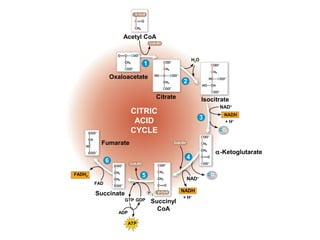 Acetyl CoA
H2O
+ H+
Oxaloacetate
CoA-SH
Citrate
α-Ketoglutarate
CoA-SH
NAD+
CO2
NADH
CO2
NAD+
NADH
+ H+
Succinyl
CoA
ATP
ADP
GTP GDP
Succinate
FAD
FADH2
Fumarate
CITRIC
ACID
CYCLE
P i
Isocitrate
1
2
5
6
4
3
CoA-SH
 