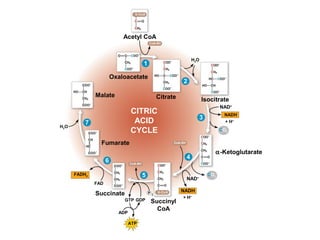 Acetyl CoA
H2O
+ H+
Oxaloacetate
CoA-SH
Citrate
α-Ketoglutarate
CoA-SH
NAD+
CO2
NADH
CO2
NAD+
NADH
+ H+
Succinyl
CoA
ATP
ADP
GTP GDP
Succinate
FAD
FADH2
Fumarate
H2O
Malate
CITRIC
ACID
CYCLE
P i
Isocitrate
1
2
5
6
4
3
7
CoA-SH
 