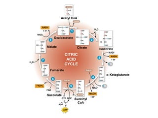 Acetyl CoA
H2O
+ H+
Oxaloacetate
CoA-SH
Citrate
α-Ketoglutarate
CoA-SH
NAD+
CO2
NADH
CO2
NAD+
NADH
+ H+
Succinyl
CoA
ATP
ADP
GTP GDP
Succinate
FAD
FADH2
Fumarate
H2O
Malate
CITRIC
ACID
CYCLE
+ H+
NAD+
P i
NADH
Isocitrate
1
2
5
6
4
3
7
8
CoA-SH
 