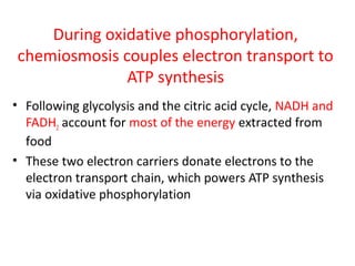 During oxidative phosphorylation,
chemiosmosis couples electron transport to
ATP synthesis
• Following glycolysis and the citric acid cycle, NADH and
FADH2 account for most of the energy extracted from
food
• These two electron carriers donate electrons to the
electron transport chain, which powers ATP synthesis
via oxidative phosphorylation
 