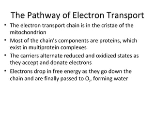 The Pathway of Electron Transport
• The electron transport chain is in the cristae of the
mitochondrion
• Most of the chain’s components are proteins, which
exist in multiprotein complexes
• The carriers alternate reduced and oxidized states as
they accept and donate electrons
• Electrons drop in free energy as they go down the
chain and are finally passed to O2, forming water
 