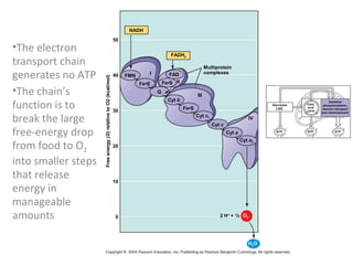 ATP ATP ATP
Glycolysis
Oxidative
phosphorylation:
electron transport
and chemiosmosis
Citric
acid
cycle
NADH
50
FADH2
40 FMN
Fe•S
I FAD
Fe•S II
III
Q
Fe•S
Cyt b
30
20
Cyt c
Cyt c1
Cyt a
Cyt a3
IV
10
0
Multiprotein
complexes
Freeenergy(G)relativetoO2(kcal/mol)
H2O
O22 H+
+ 1
/2
•The electron
transport chain
generates no ATP
•The chain’s
function is to
break the large
free-energy drop
from food to O2
into smaller steps
that release
energy in
manageable
amounts
 