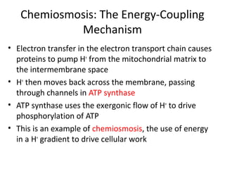 Chemiosmosis: The Energy-Coupling
Mechanism
• Electron transfer in the electron transport chain causes
proteins to pump H+
from the mitochondrial matrix to
the intermembrane space
• H+
then moves back across the membrane, passing
through channels in ATP synthase
• ATP synthase uses the exergonic flow of H+
to drive
phosphorylation of ATP
• This is an example of chemiosmosis, the use of energy
in a H+
gradient to drive cellular work
 