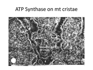 ATP Synthase on mt cristae
 