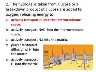 2. The hydrogens taken from glucose or a
breakdown product of glucose are added to
oxygen, releasing energy to
a. actively transport H+
into the intermembrane
space.
b. actively transport NAD+
into the intermembrane
space.
c. actively transport Na+
into the matrix.
d. power facilitated
diffusion of H+
into
the matrix.
e. actively transport
H+
into the matrix.
 