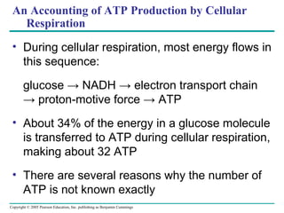 Copyright © 2005 Pearson Education, Inc. publishing as Benjamin Cummings
An Accounting of ATP Production by Cellular
Respiration
• During cellular respiration, most energy flows in
this sequence:
glucose → NADH → electron transport chain
→ proton-motive force → ATP
• About 34% of the energy in a glucose molecule
is transferred to ATP during cellular respiration,
making about 32 ATP
• There are several reasons why the number of
ATP is not known exactly
 