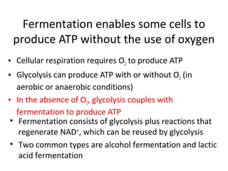 Fermentation enables some cells to
produce ATP without the use of oxygen
• Cellular respiration requires O2 to produce ATP
• Glycolysis can produce ATP with or without O2 (in
aerobic or anaerobic conditions)
• In the absence of O2, glycolysis couples with
fermentation to produce ATP
• Fermentation consists of glycolysis plus reactions that
regenerate NAD+
, which can be reused by glycolysis
• Two common types are alcohol fermentation and lactic
acid fermentation
 