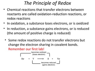The Principle of Redox
• Chemical reactions that transfer electrons between
reactants are called oxidation-reduction reactions, or
redox reactions
• In oxidation, a substance loses electrons, or is oxidized
• In reduction, a substance gains electrons, or is reduced
(the amount of positive charge is reduced)
Xe-
+ Y X + Ye-
becomes oxidized
(loses electron)
becomes reduced
(gains electron)
• Some redox reactions do not transfer electrons but
change the electron sharing in covalent bonds.
Remember our first lab!
 
