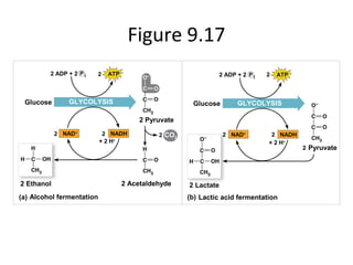 Figure 9.17
2 ADP + 2 P i 2 ATP
Glucose
2 NAD+
NADH2
+ 2 H+
2 Pyruvate
CO22
2 Ethanol
(a) Alcohol fermentation
2 Acetaldehyde 2 Lactate
Lactic acid fermentation
2 ADP + 2 P i 2 ATP
GLYCOLYSIS
NAD+
+ 2 H+
NADH22
2 Pyruvate
(b)
GLYCOLYSIS Glucose
 