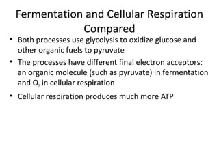 Fermentation and Cellular Respiration
Compared
• Both processes use glycolysis to oxidize glucose and
other organic fuels to pyruvate
• The processes have different final electron acceptors:
an organic molecule (such as pyruvate) in fermentation
and O2 in cellular respiration
• Cellular respiration produces much more ATP
 