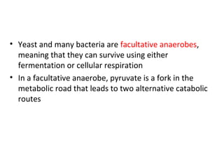 • Yeast and many bacteria are facultative anaerobes,
meaning that they can survive using either
fermentation or cellular respiration
• In a facultative anaerobe, pyruvate is a fork in the
metabolic road that leads to two alternative catabolic
routes
 