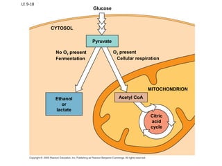 LE 9-18
Pyruvate
Glucose
CYTOSOL
No O2 present
Fermentation
Ethanol
or
lactate
Acetyl CoA
MITOCHONDRION
O2 present
Cellular respiration
Citric
acid
cycle
 