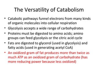 The Versatility of Catabolism
• Catabolic pathways funnel electrons from many kinds
of organic molecules into cellular respiration
• Glycolysis accepts a wide range of carbohydrates
• Proteins must be digested to amino acids; amino
groups can feed glycolysis or the citric acid cycle
• Fats are digested to glycerol (used in glycolysis) and
fatty acids (used in generating acetyl CoA)
• An oxidized gram of fat produces more than twice as
much ATP as an oxidized gram of carbohydrate (has
more reducing power because less oxidized)
 