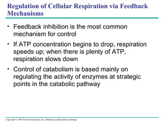 Copyright © 2005 Pearson Education, Inc. publishing as Benjamin Cummings
Regulation of Cellular Respiration via Feedback
Mechanisms
• Feedback inhibition is the most common
mechanism for control
• If ATP concentration begins to drop, respiration
speeds up; when there is plenty of ATP,
respiration slows down
• Control of catabolism is based mainly on
regulating the activity of enzymes at strategic
points in the catabolic pathway
 
