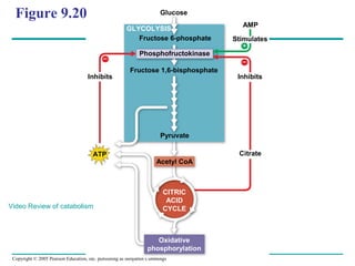 Copyright © 2005 Pearson Education, Inc. publishing as Benjamin Cummings
Figure 9.20 Glucose
AMP
Stimulates
GLYCOLYSIS
Fructose 6-phosphate
Phosphofructokinase
Fructose 1,6-bisphosphate
Inhibits Inhibits
Citrate
Pyruvate
Acetyl CoA
ATP
CITRIC
ACID
CYCLE
Oxidative
phosphorylation
Video Review of catabolism
 